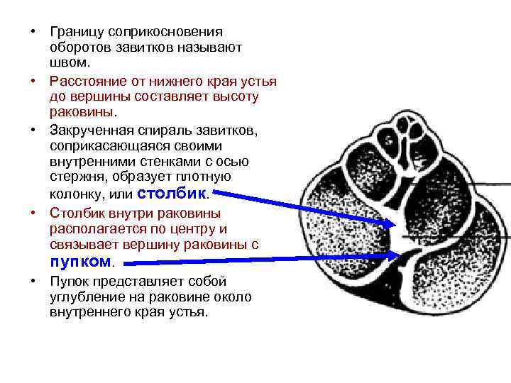  • Границу соприкосновения оборотов завитков называют швом. • Расстояние от нижнего края устья