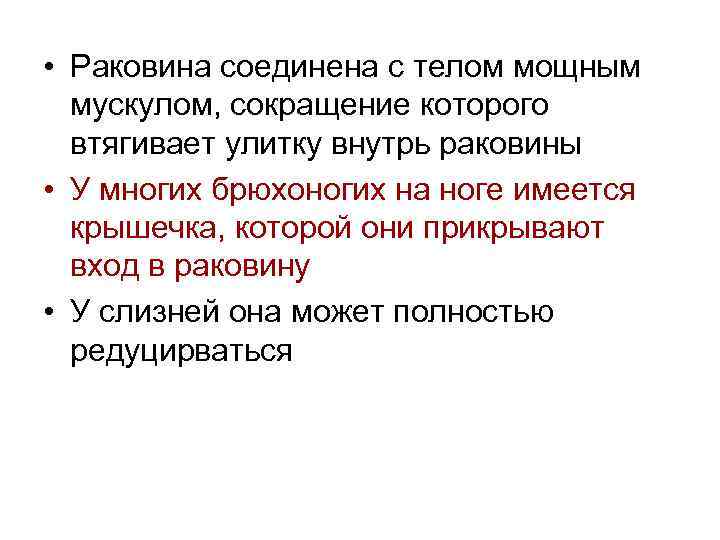  • Раковина соединена с телом мощным мускулом, сокращение которого втягивает улитку внутрь раковины