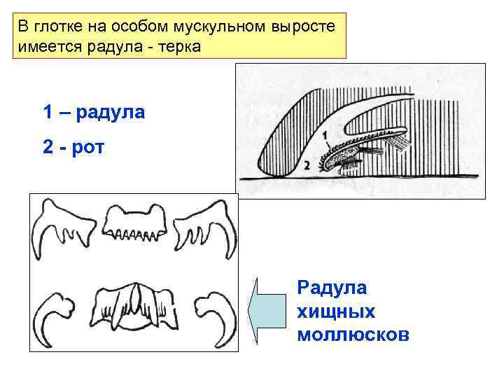 В глотке на особом мускульном выросте имеется радула - терка 1 – радула 2