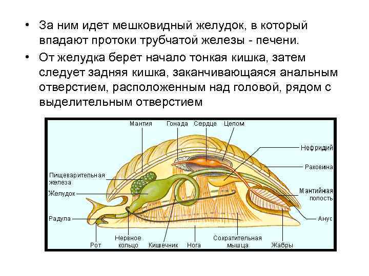  • За ним идет мешковидный желудок, в который впадают протоки трубчатой железы -