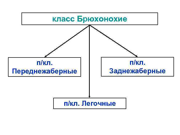 класс Брюхонохие п/кл. Переднежаберные п/кл. Заднежаберные п/кл. Легочные 