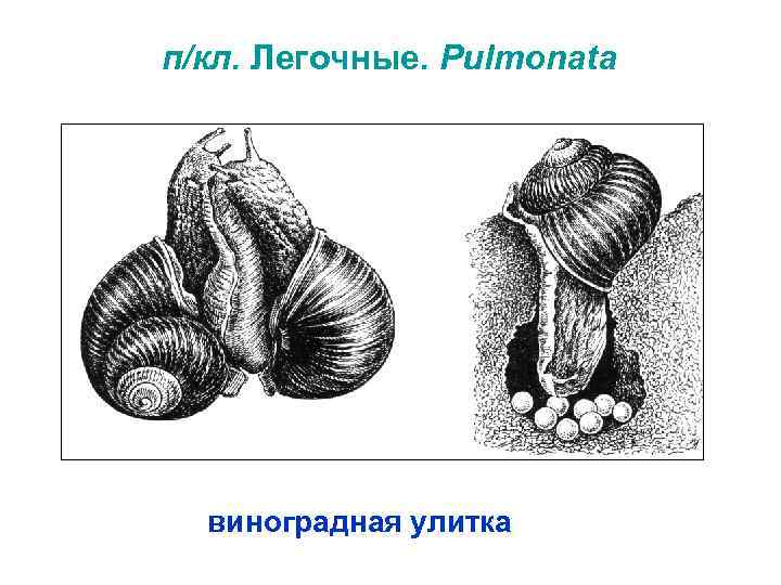 п/кл. Легочные. Pulmonata виноградная улитка 