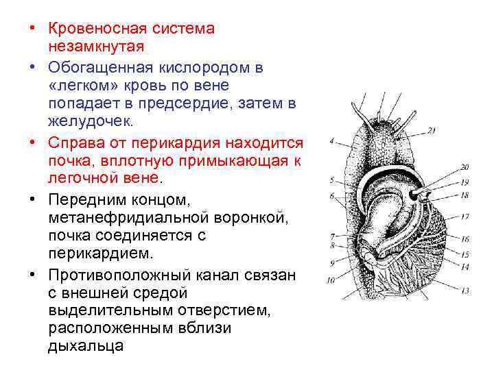  • Кровеносная система незамкнутая • Обогащенная кислородом в «легком» кровь по вене попадает
