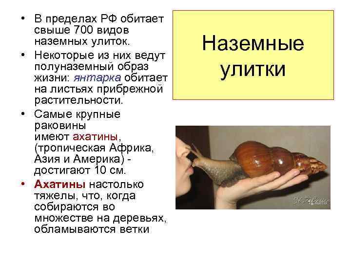 • В пределах РФ обитает свыше 700 видов наземных улиток. • Некоторые из