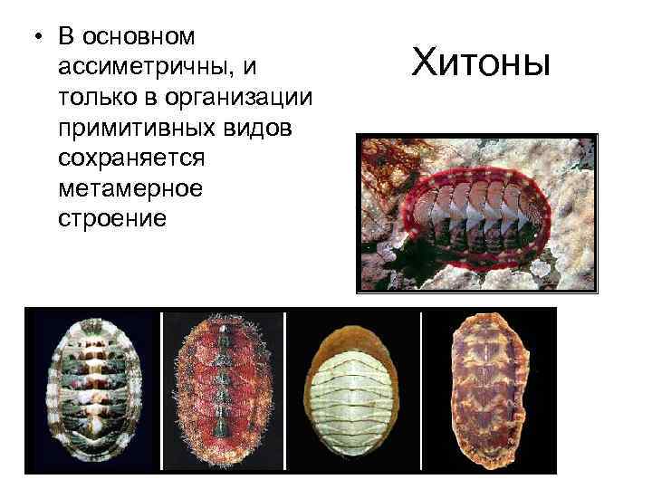  • В основном ассиметричны, и только в организации примитивных видов сохраняется метамерное строение