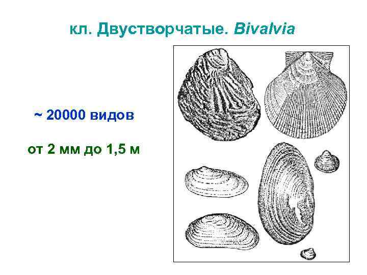 кл. Двустворчатые. Вivalvia ~ 20000 видов от 2 мм до 1, 5 м 