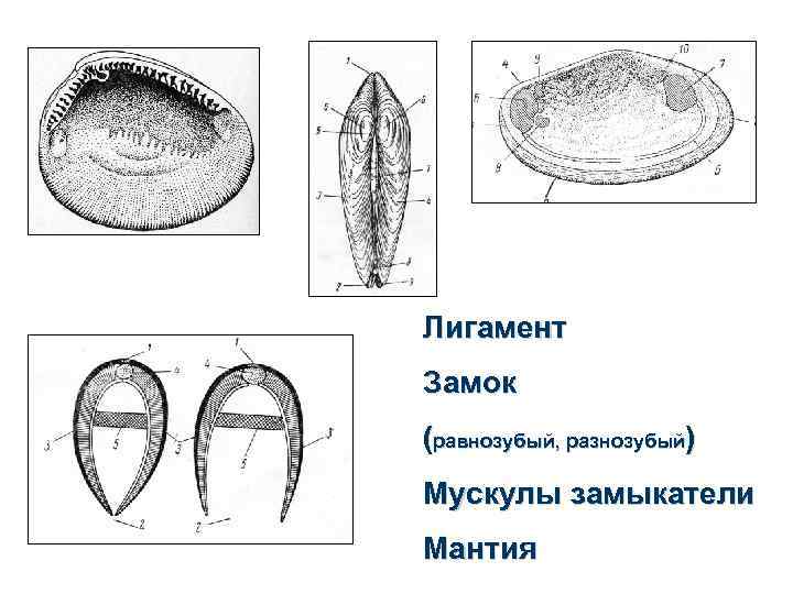 Лигамент Замок (равнозубый, разнозубый) Мускулы замыкатели Мантия 