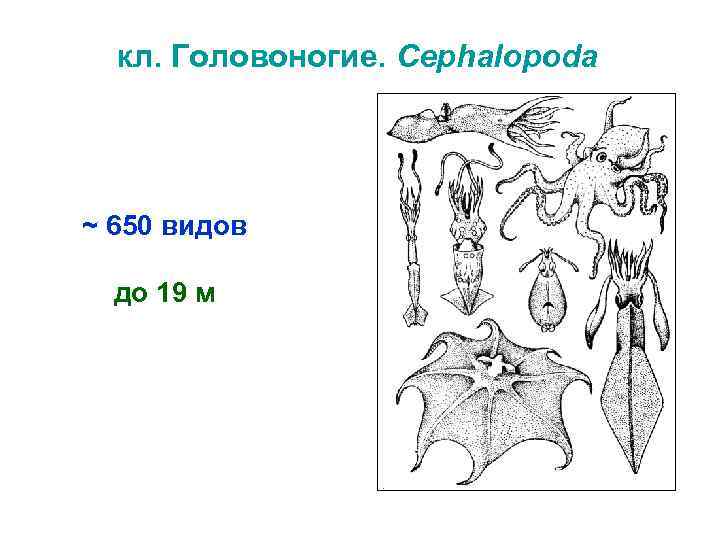 кл. Головоногие. Cephalopoda ~ 650 видов до 19 м 
