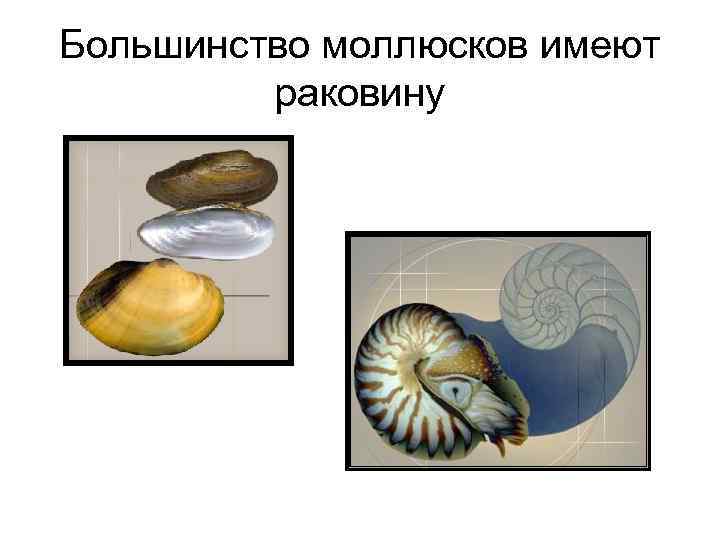 Большинство моллюсков имеют раковину 