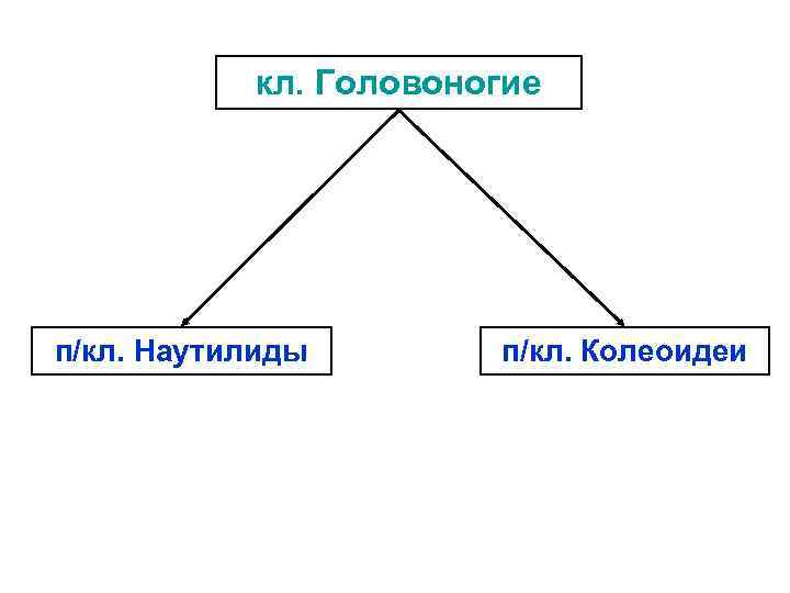 кл. Головоногие п/кл. Наутилиды п/кл. Колеоидеи 