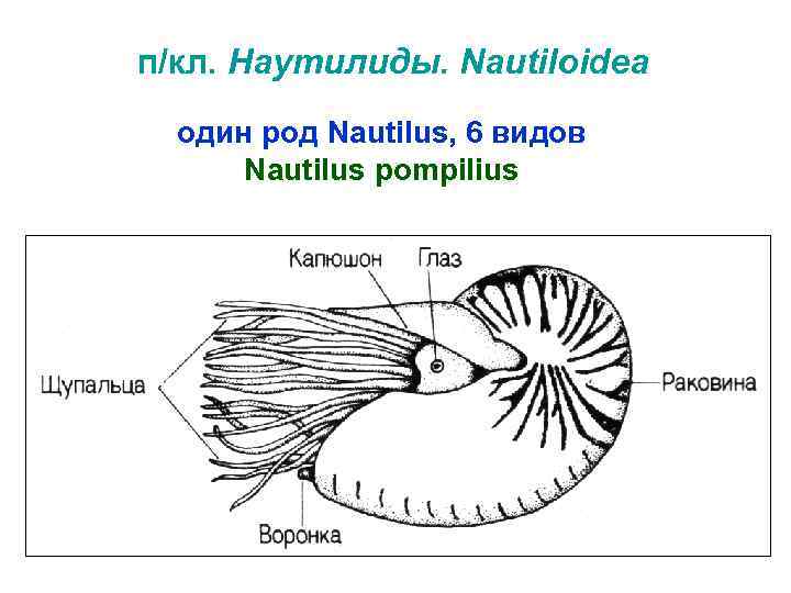 п/кл. Наутилиды. Nautiloidea один род Nautilus, 6 видов Nautilus pompilius 