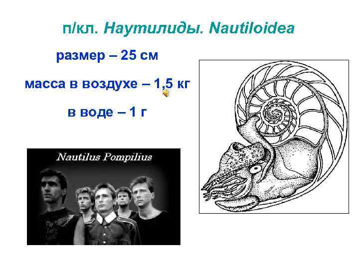 п/кл. Наутилиды. Nautiloidea размер – 25 см масса в воздухе – 1, 5 кг