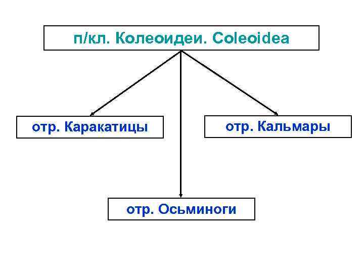 п/кл. Колеоидеи. Coleoidea отр. Каракатицы отр. Кальмары отр. Осьминоги 