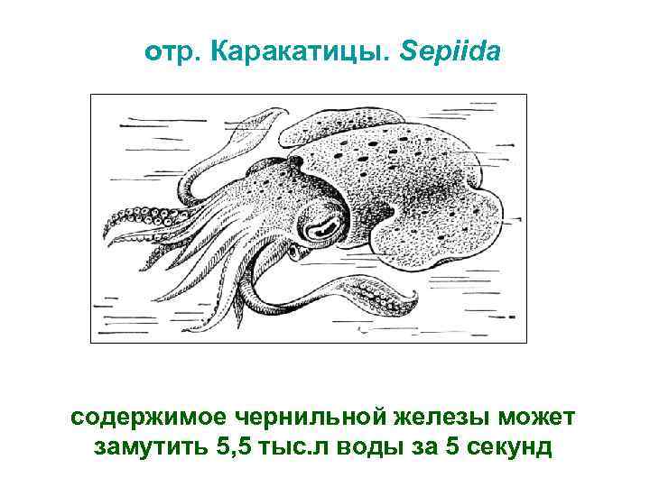 отр. Каракатицы. Sepiida содержимое чернильной железы может замутить 5, 5 тыс. л воды за