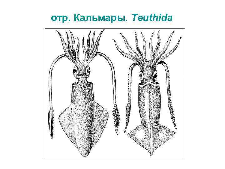 отр. Кальмары. Teuthida 