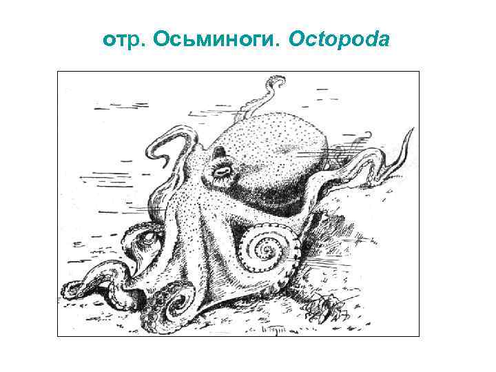 отр. Осьминоги. Octopoda 