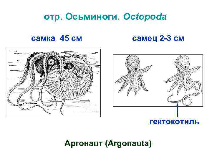 отр. Осьминоги. Octopoda самка 45 см самец 2 -3 см гектокотиль Аргонавт (Argonauta) 