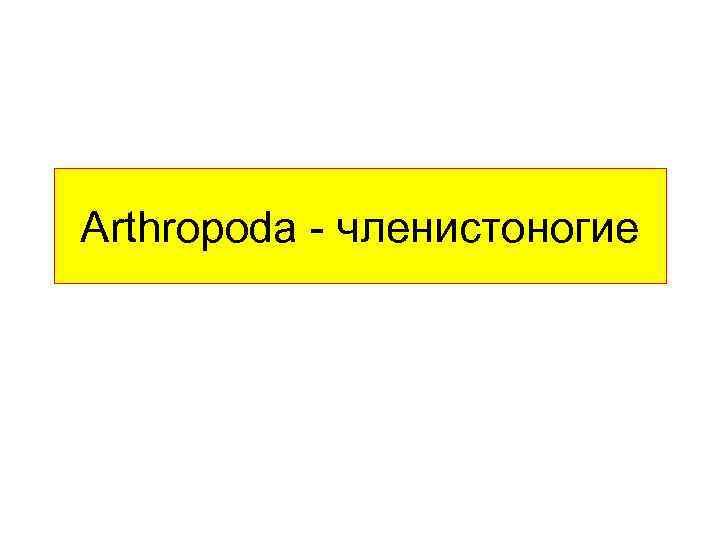 Arthropoda - членистоногие 