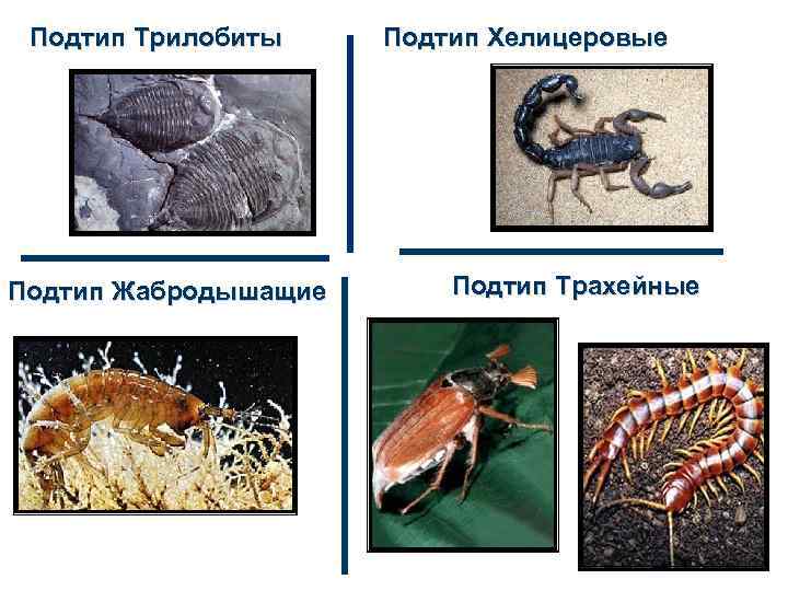Подтип Трилобиты Подтип Жабродышащие Подтип Хелицеровые Подтип Трахейные 