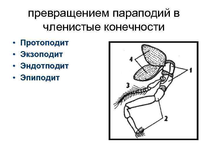 превращением параподий в членистые конечности • • Протоподит Экзоподит Эндотподит Эпиподит 