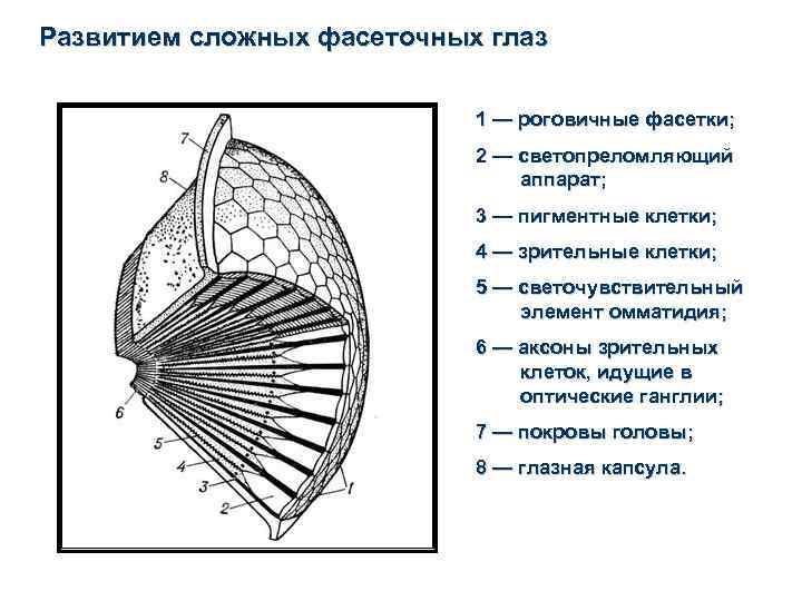 Развитием сложных фасеточных глаз 1 — роговичные фасетки; 2 — светопреломляющий аппарат; 3 —