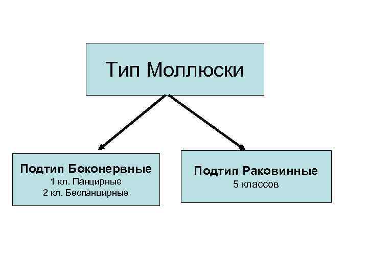 Тип Моллюски Подтип Боконервные 1 кл. Панцирные 2 кл. Беспанцирные Подтип Раковинные 5 классов