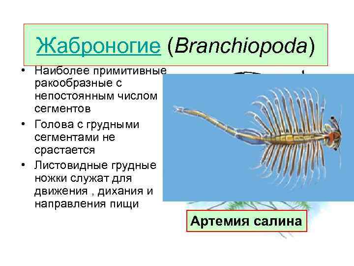 Жаброногие (Branchiopoda) • Наиболее примитивные ракообразные с непостоянным числом сегментов • Голова с грудными
