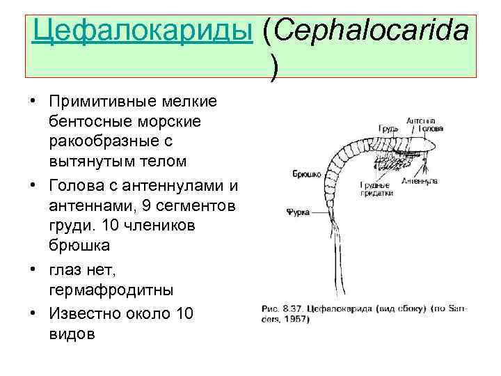 Цефалокариды (Cephalocarida ) • Примитивные мелкие бентосные морские ракообразные с вытянутым телом • Голова