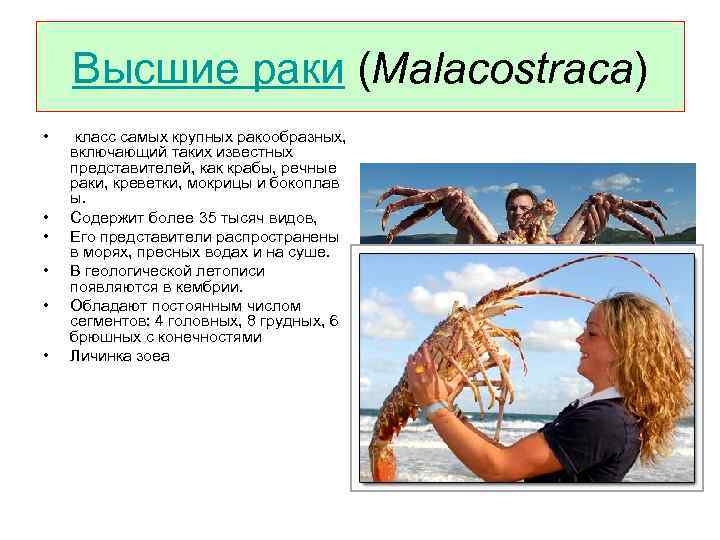 Высшие раки (Malacostraca) • • • класс самых крупных ракообразных, включающий таких известных представителей,