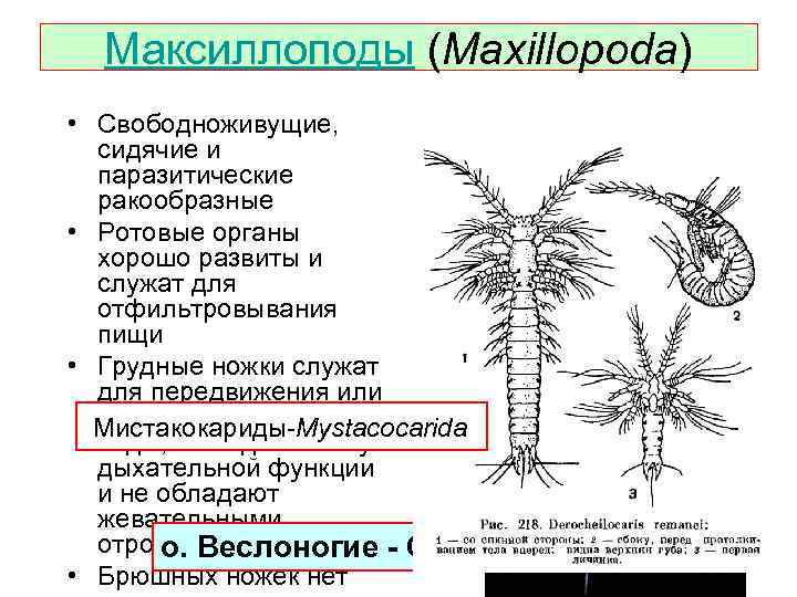 Максиллоподы (Maxillopoda) • Свободноживущие, сидячие и паразитические ракообразные • Ротовые органы хорошо развиты и