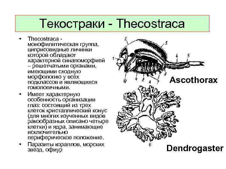 Текостраки - Thecostraca • • • Thecostraca - монофилитическая группа, циприсовидные личинки которой обладают