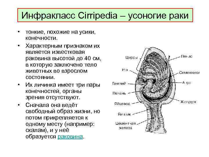 Инфракласс Cirripedia – усоногие раки • тонкие, похожие на усики, конечности. • Характерным признаком