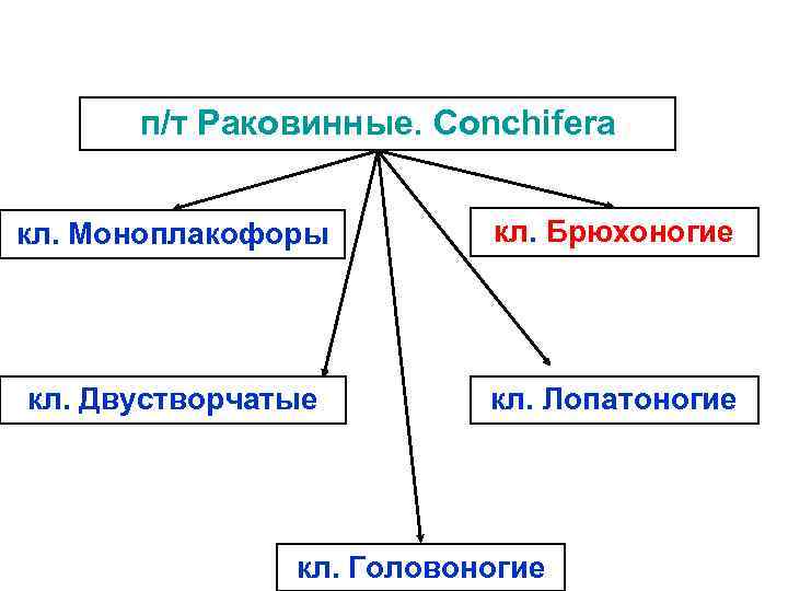п/т Раковинные. Conchifera кл. Моноплакофоры кл. Брюхоногие кл. Двустворчатые кл. Лопатоногие кл. Головоногие 