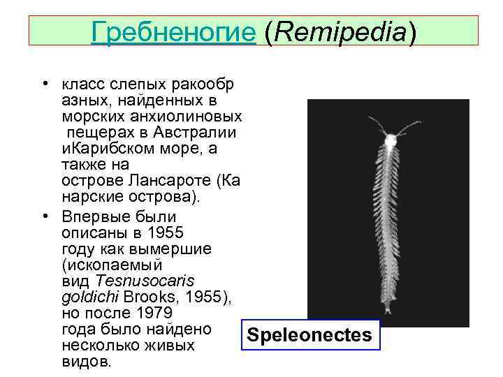 Гребненогие (Remipedia) • класс слепых ракообр азных, найденных в морских анхиолиновых пещерах в Австралии