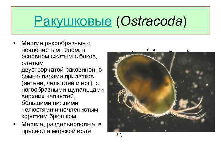 Ракушковые (Ostracoda) • Мелкие ракообразные с нечленистым телом, в основном сжатым с боков, одетым