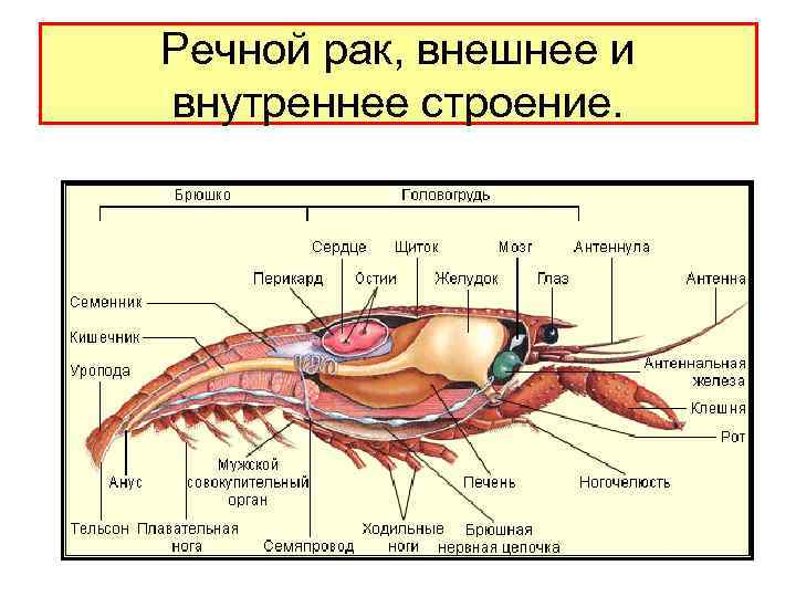 Речной рак, внешнее и внутреннее строение. 