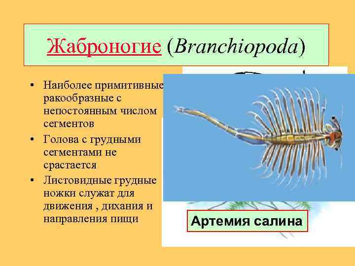 Жаброногие (Branchiopoda) • Наиболее примитивные ракообразные с непостоянным числом сегментов • Голова с грудными