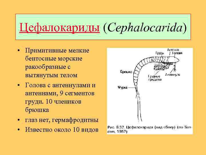 Цефалокариды (Cephalocarida) • Примитивные мелкие бентосные морские ракообразные с вытянутым телом • Голова с