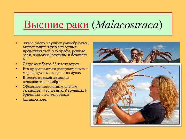 Высшие раки (Malacostraca) • • • класс самых крупных ракообразных, включающий таких известных представителей,