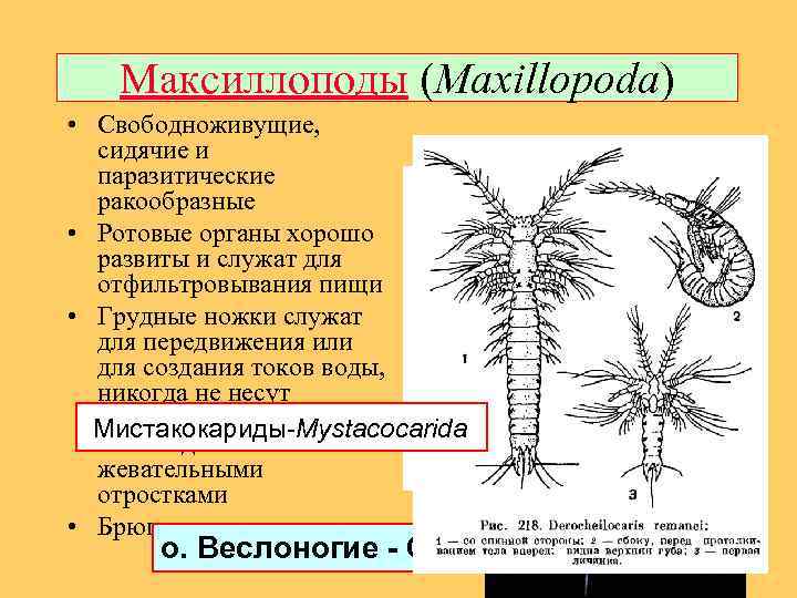 Максиллоподы (Maxillopoda) • Свободноживущие, сидячие и паразитические ракообразные • Ротовые органы хорошо развиты и