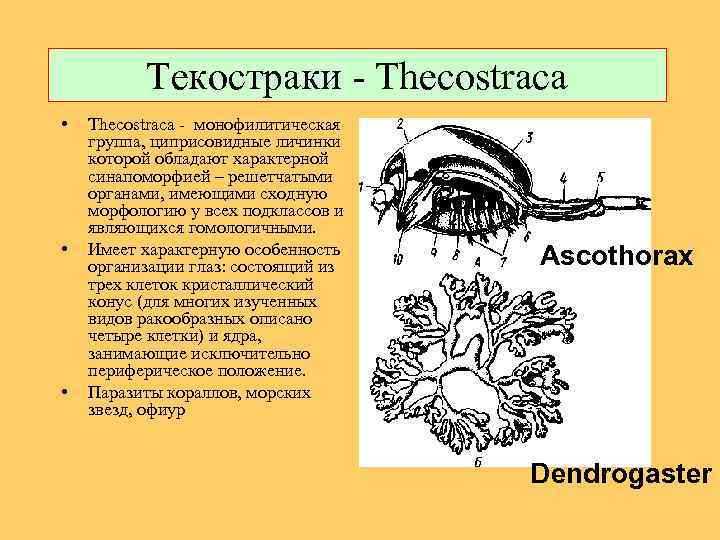 Текостраки - Thecostraca • • • Thecostraca - монофилитическая группа, циприсовидные личинки которой обладают