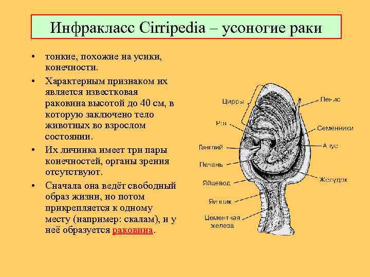 Инфракласс Cirripedia – усоногие раки • тонкие, похожие на усики, конечности. • Характерным признаком