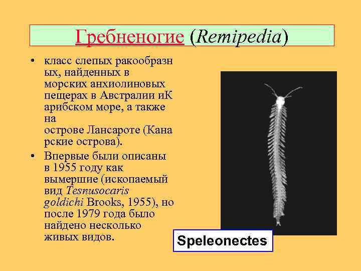 Гребненогие (Remipedia) • класс слепых ракообразн ых, найденных в морских анхиолиновых пещерах в Австралии