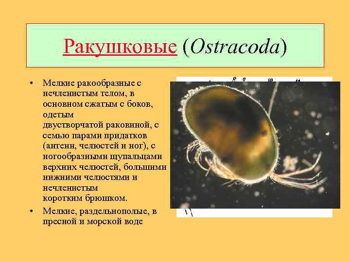 Ракушковые (Ostracoda) • Мелкие ракообразные с нечленистым телом, в основном сжатым с боков, одетым