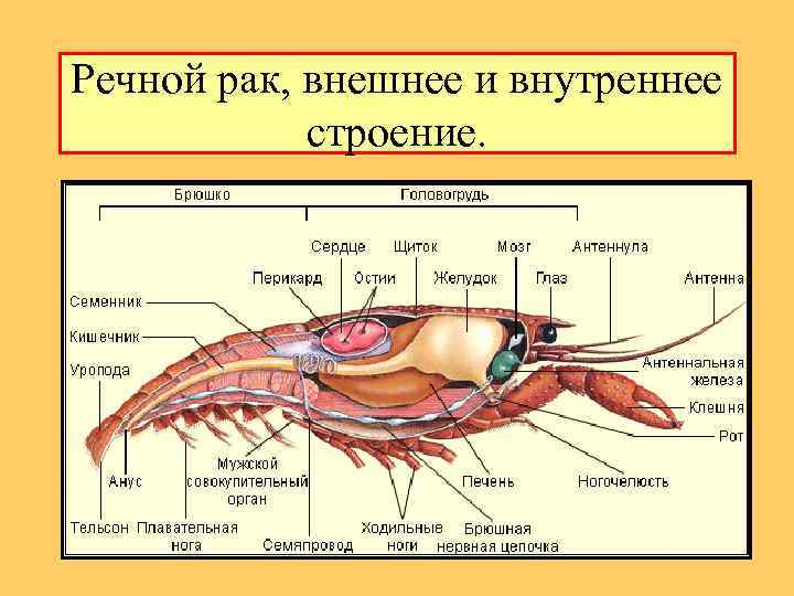 Речной рак, внешнее и внутреннее строение. 