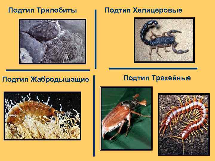 Подтип Трилобиты Подтип Жабродышащие Подтип Хелицеровые Подтип Трахейные 