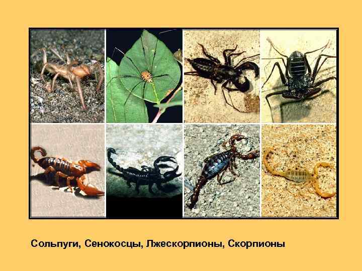 Сольпуги, Сенокосцы, Лжескорпионы, Скорпионы 