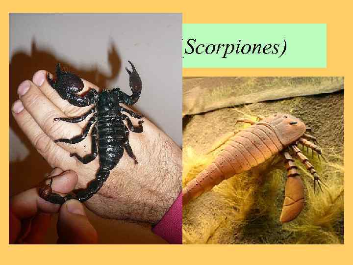 Скорпионы (Scorpiones) • 1750 видов • Произошли от силурийских ракоскорпионов • Тело состоит из