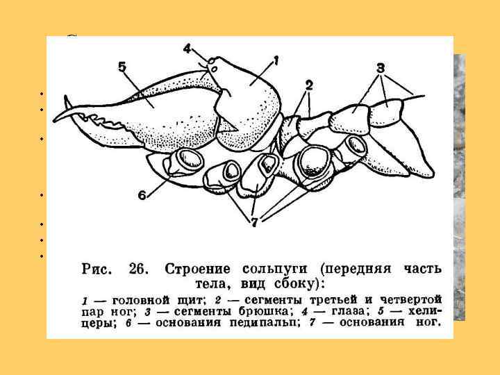 Сольпуги - Solifugae • • Фаланги, 1000 видов Обитают в засушливых районах Обладают крупными