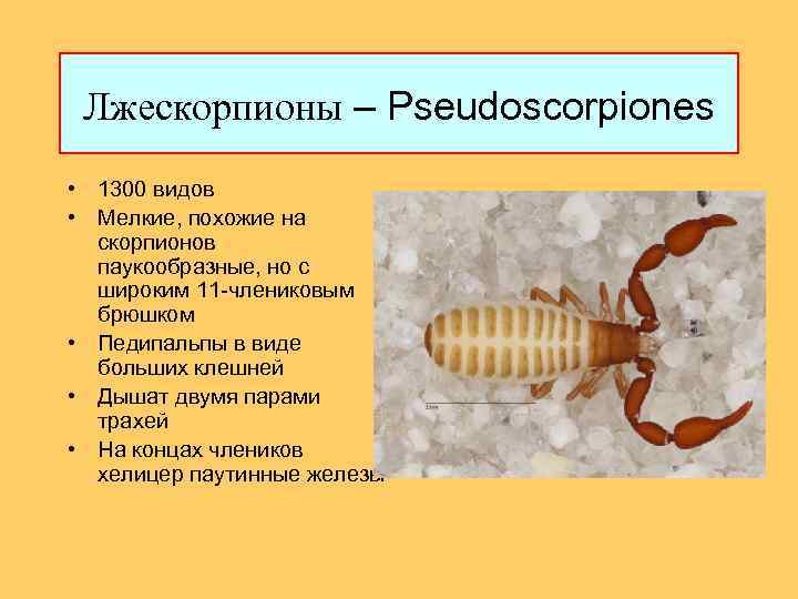 Лжескорпионы – Pseudoscorpiones • 1300 видов • Мелкие, похожие на скорпионов паукообразные, но с